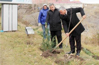 Daşkəsəndə “Heydər Əliyev İli” çərçivəsində növbəti ağacəkmə aksiyası keçirilib