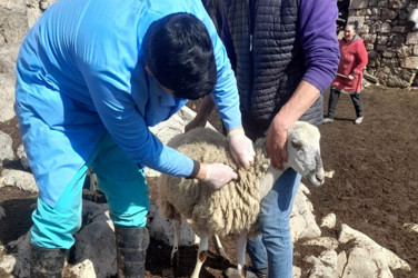 DAŞKƏSƏN RAYONUNDA SAHİBSİZ HEYVANLARIN SAĞLAMLIĞI NƏZARƏTDƏ SAXLANILIR