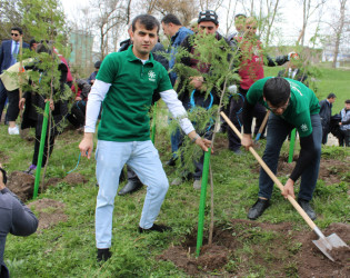 DAŞKƏSƏN RAYONUNDA “HEYDƏR ƏLİYEV İLİ” ÇƏRÇİVƏSİNDƏ NÖVBƏTİ AĞACƏKMƏ AKSİYASI KEÇİRİLİB