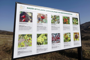 “Daşkəsən rayonunda bitən nadir bitkilərin reintroduksiyası” layihəsi uğurla icra edilib