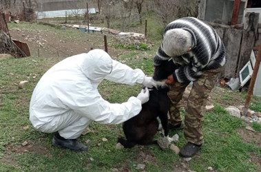 DAŞKƏSƏN RAYONUNDA SAHİBSİZ HEYVANLARIN SAĞLAMLIĞI NƏZARƏTDƏ SAXLANILIR