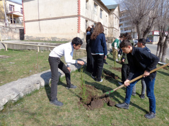 Daşkəsəndə məktəblilər ağacəkmə aksiyası keçiriblər