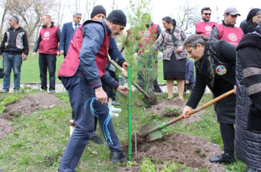 DAŞKƏSƏN RAYONUNDA “HEYDƏR ƏLİYEV İLİ” ÇƏRÇİVƏSİNDƏ NÖVBƏTİ AĞACƏKMƏ AKSİYASI KEÇİRİLİB