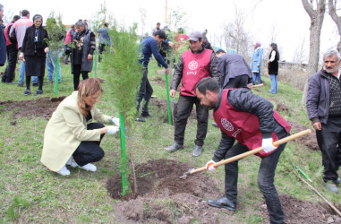 DAŞKƏSƏN RAYONUNDA “HEYDƏR ƏLİYEV İLİ” ÇƏRÇİVƏSİNDƏ NÖVBƏTİ AĞACƏKMƏ AKSİYASI KEÇİRİLİB