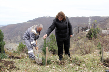 Daşkəsəndə “Heydər Əliyev İli” çərçivəsində növbəti ağacəkmə aksiyası keçirilib