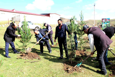 Daşkəsən rayonunda “Yaşıl dünya naminə həmrəylik ili” çərçivəsində çoxsaylı ağacəkmə aksiyaları təşkil olunub