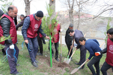 DAŞKƏSƏN RAYONUNDA “HEYDƏR ƏLİYEV İLİ” ÇƏRÇİVƏSİNDƏ NÖVBƏTİ AĞACƏKMƏ AKSİYASI KEÇİRİLİB