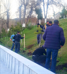 Daşkəsən şəhərində “Şəhərsalma və Memarlıq ili” çərçivəsində müxtəlif növ dekorativ gül kolları əkilib