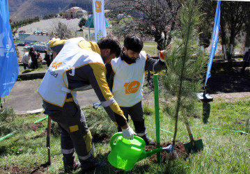 Daşkəsən rayonunda silsilə ağacəkmə aksiyaları keçirilib