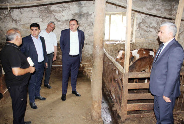 Daşkəsən Rayon İcra Hakimiyyətinin başçısı Orxan Abbasov növbəti heyvandarlıq təsərrüfatına baxış keçirib