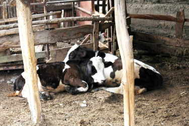 Daşkəsən Rayon İcra Hakimiyyətinin başçısı Orxan Abbasov növbəti heyvandarlıq təsərrüfatına baxış keçirib