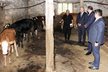 Daşkəsən Rayon İcra Hakimiyyətinin başçısı Orxan Abbasov növbəti heyvandarlıq təsərrüfatına baxış keçirib