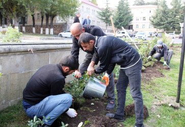 Daşkəsən şəhərində payızlıq gül və kollar əkilir