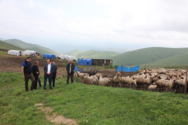 Daşkəsən Rayon İcra Hakimiyyətinin başçısı Orxan Abbasov heyvandarlıq təsərrüfatına baxış keçirib.