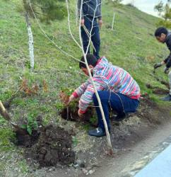 Daşkəsən şəhərində “Şəhərsalma və Memarlıq ili” çərçivəsində müxtəlif növ dekorativ gül kolları əkilib
