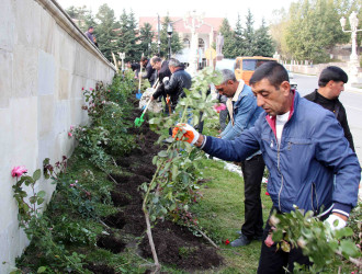 Daşkəsən şəhərində payızlıq gül və kollar əkilir