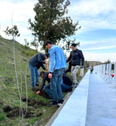 Daşkəsən şəhərində “Şəhərsalma və Memarlıq ili” çərçivəsində müxtəlif növ dekorativ gül kolları əkilib