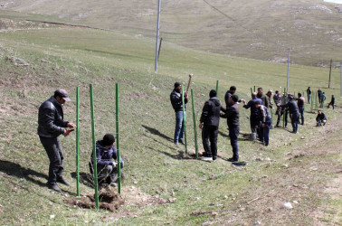 Daşkəsən rayonunda “Şəhərsalma və Memarlıq İli”nə həsr olunan ağacəkmə aksiyası keçirilib