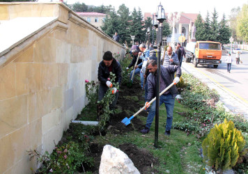 Daşkəsən şəhərində payızlıq gül və kollar əkilir