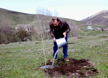 Daşkəsən rayonunda “Şəhərsalma və Memarlıq İli”nə həsr olunan növbəti ağacəkmə aksiyaları keçirilib