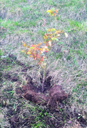 Daşkəsən şəhərində “Şəhərsalma və Memarlıq ili” çərçivəsində müxtəlif növ dekorativ gül kolları əkilib