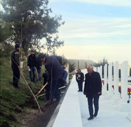 Daşkəsən şəhərində “Şəhərsalma və Memarlıq ili” çərçivəsində müxtəlif növ dekorativ gül kolları əkilib