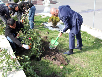 Daşkəsən şəhərində payızlıq gül və kollar əkilir