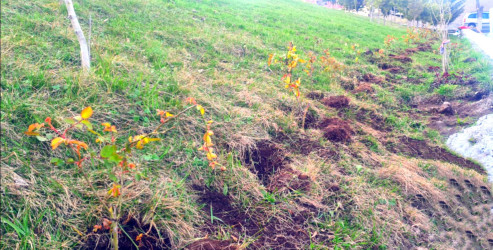 Daşkəsən şəhərində “Şəhərsalma və Memarlıq ili” çərçivəsində müxtəlif növ dekorativ gül kolları əkilib