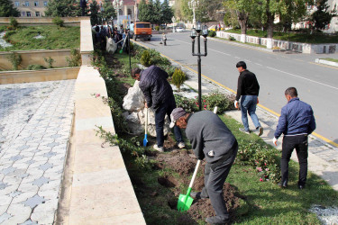 Daşkəsən şəhərində payızlıq gül və kollar əkilir