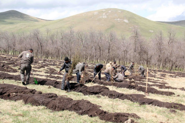 Daşkəsən rayonunda “Konstitusiya və Suverenlik İli”nə həsr olunan növbəti ağacəkmə aksiyaları keçirilib
