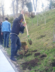 Daşkəsən şəhərində “Şəhərsalma və Memarlıq ili” çərçivəsində müxtəlif növ dekorativ gül kolları əkilib