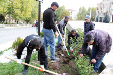 Daşkəsən şəhərində payızlıq gül və kollar əkilir