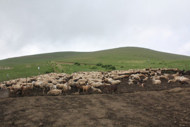 Daşkəsən Rayon İcra Hakimiyyətinin başçısı Orxan Abbasov heyvandarlıq təsərrüfatına baxış keçirib.