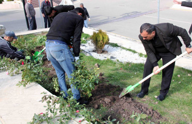 Daşkəsən şəhərində payızlıq gül və kollar əkilir