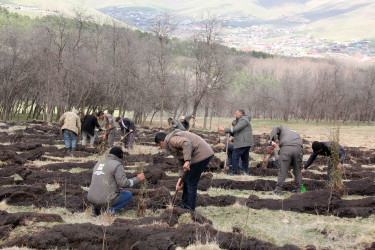 Daşkəsən rayonunda “Konstitusiya və Suverenlik İli”nə həsr olunan növbəti ağacəkmə aksiyaları keçirilib