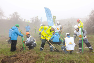Daşkəsən rayonunda silsilə ağacəkmə aksiyaları keçirilib