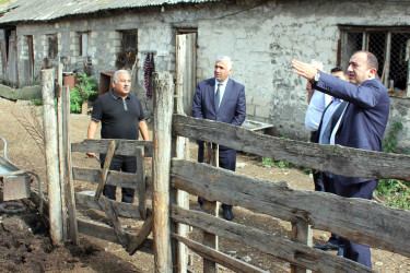Daşkəsən Rayon İcra Hakimiyyətinin başçısı Orxan Abbasov növbəti heyvandarlıq təsərrüfatına baxış keçirib