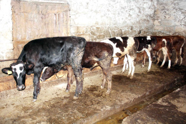Daşkəsən Rayon İcra Hakimiyyətinin başçısı Orxan Abbasov növbəti heyvandarlıq təsərrüfatına baxış keçirib