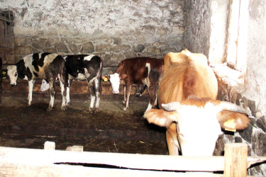 Daşkəsən Rayon İcra Hakimiyyətinin başçısı Orxan Abbasov növbəti heyvandarlıq təsərrüfatına baxış keçirib