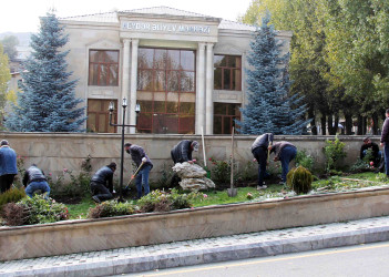 Daşkəsən şəhərində payızlıq gül və kollar əkilir