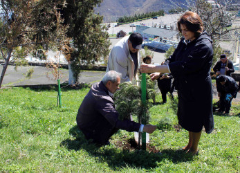 Daşkəsən rayonunda silsilə ağacəkmə aksiyaları keçirilib