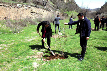08.04.2026- Rayon kəndlərində ağacəkmə aksiyaları