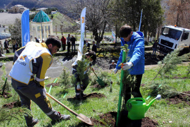 23.04.2026-Daşkəsən rayonunda ağacəkmə aksiyaları
