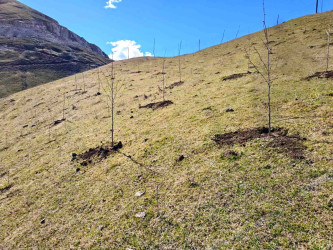 03.04.2026-Xoşbulaq və Yuxarı Daşkəsəndə ağacəkmə aksiyası