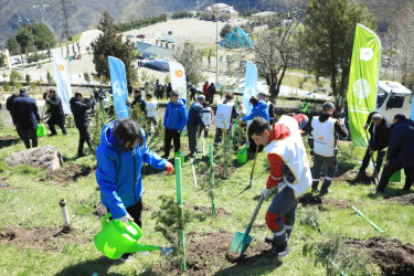 23.04.2026-Daşkəsən rayonunda ağacəkmə aksiyaları