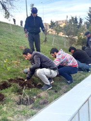 06.04.2026-Dekorativ gül kollarının əkilməsi